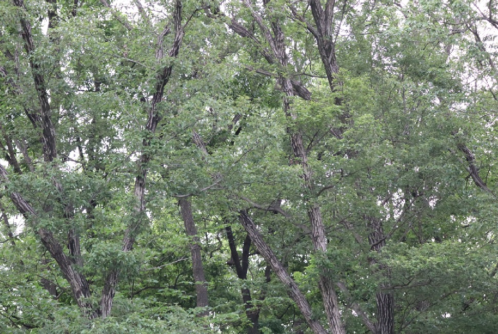 林立するコナラ_クワガタ達のオアシス _2023年6月22日5時30分気温20度